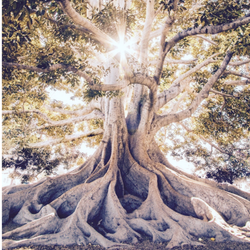Kopak tree image