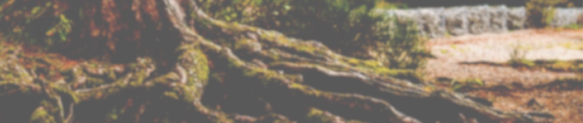tree roots banner